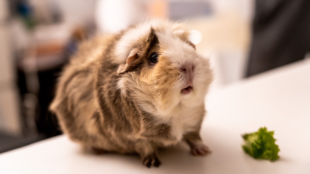How To Successfully Tame Your Guinea Pigs